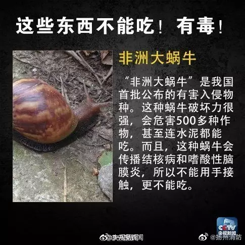 非洲大蝸牛。網圖