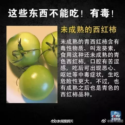 未成熟青西紅柿有毒。網圖