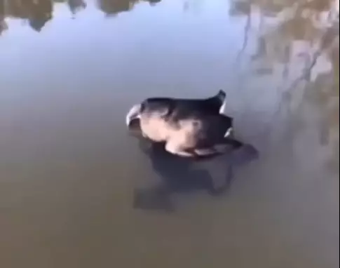 網友發現湖面有一隻「無頭鴨」。（網上圖片）
