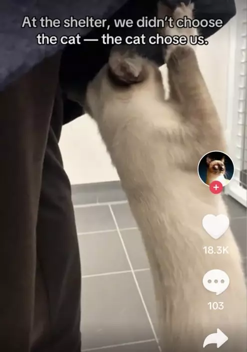 影片截圖