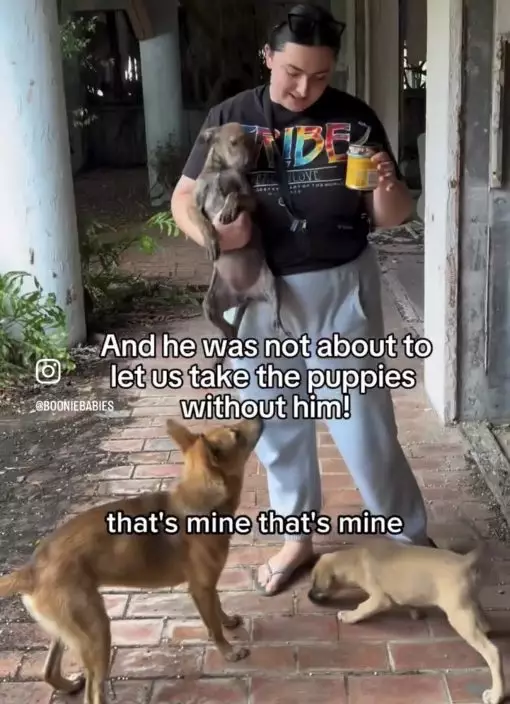 救援人員廢棄商場救助小狗被成年公犬一路跟隨護送。影片截圖