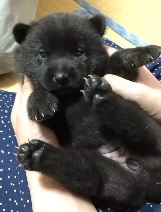 飼主曬黑狗萌照,外型酷似黑熊幼崽。X平台圖片