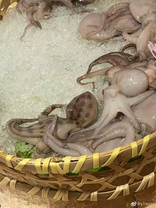 網民火鍋店驚見疑似藍環章魚。 網圖