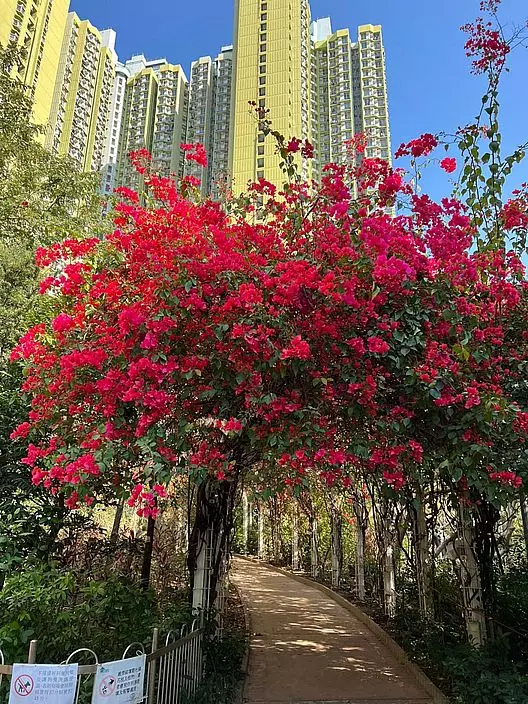 長沙灣簕杜鵑花盛放。