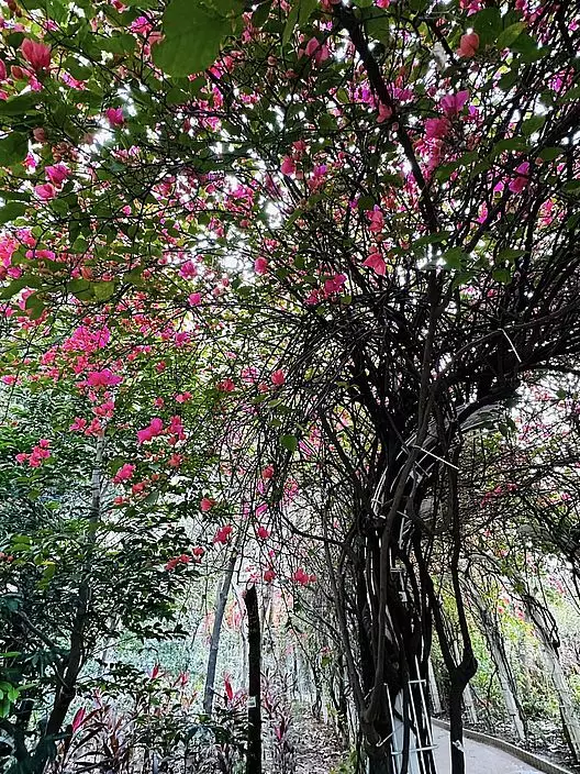 花隧道長達30米並分為兩段。(圖片來源:FB @ Winnie Lam授權)
