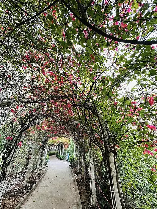 似瀑布傾瀉而下。(圖片來源:FB @ Winnie Lam授權)
