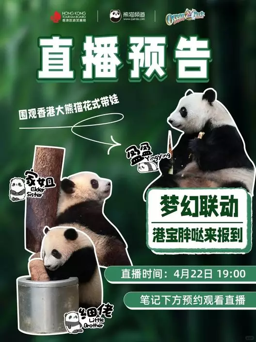 海洋公園聯同旅發局、iPanda熊貓頻道4月22日推出專題直播「港寶胖噠來報到」,帶大家深入後台,圍觀家姐、細佬日常萌態。香港海洋公園小紅書圖片