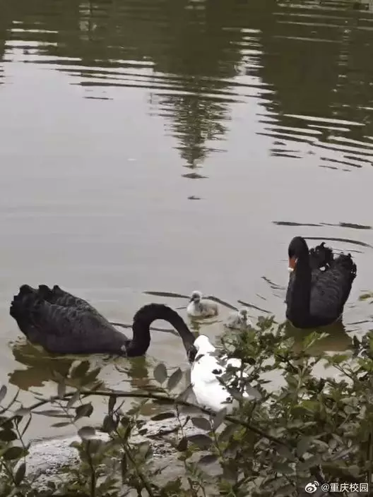 微博圖片