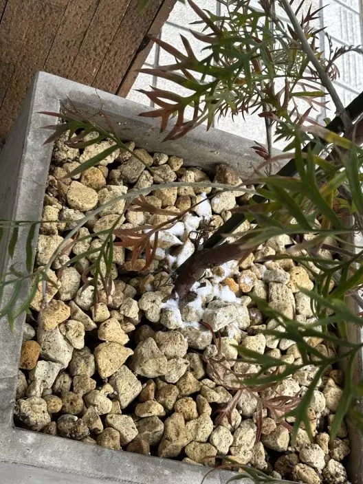 老闆泥土中發現白色粉末。X平台圖片
