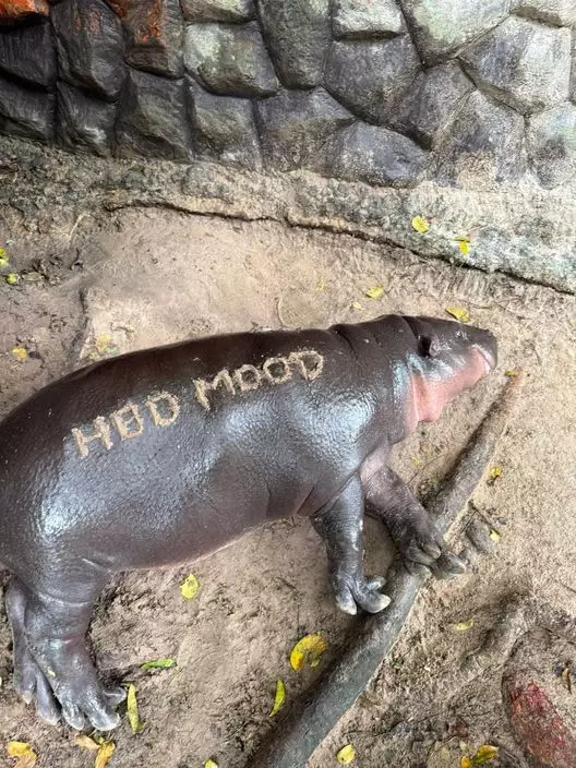 紅爆全球「彈跳豬」一歲了, 萬千粉絲齊集泰國動物園慶生4天。X平台圖片@moodengviking