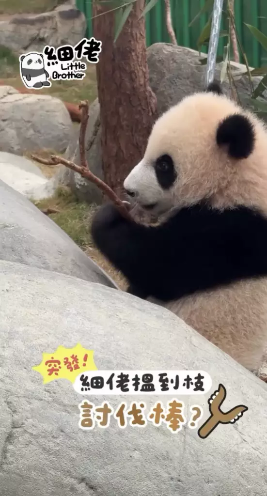 大熊貓細佬與樹枝共度歡樂時光 萌翻眾人