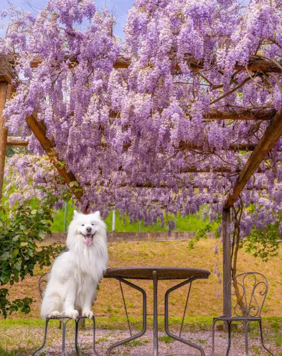 Felix鏡頭感超強。(網上圖片:Instagram@wanderlust_samoyed)