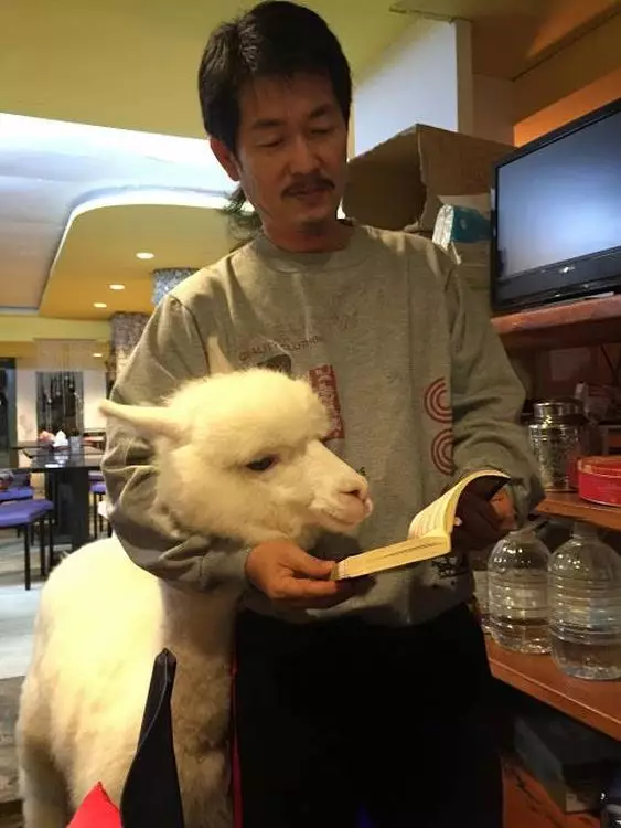草泥馬很友善,非常鍾意親愛顧客。(圖片來源:Facebook)