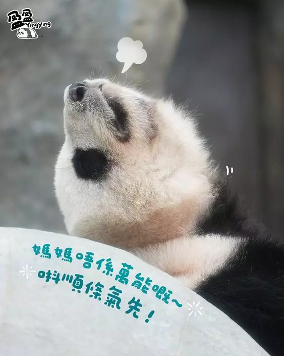 五一勞動節,海洋公園6隻大熊貓繼續營業。香港大熊貓官方ig圖片