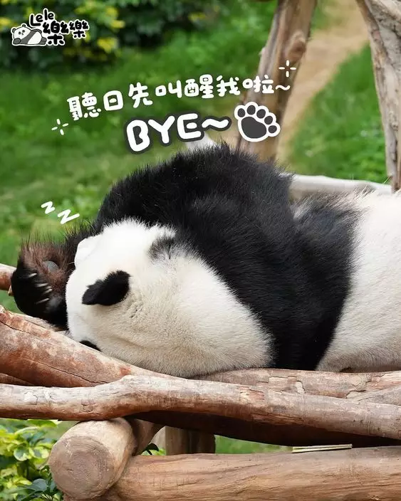 五一勞動節,海洋公園6隻大熊貓繼續營業。香港大熊貓官方ig圖片