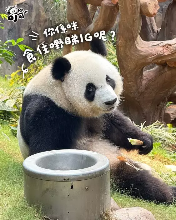 五一勞動節,海洋公園6隻大熊貓繼續營業。香港大熊貓官方ig圖片