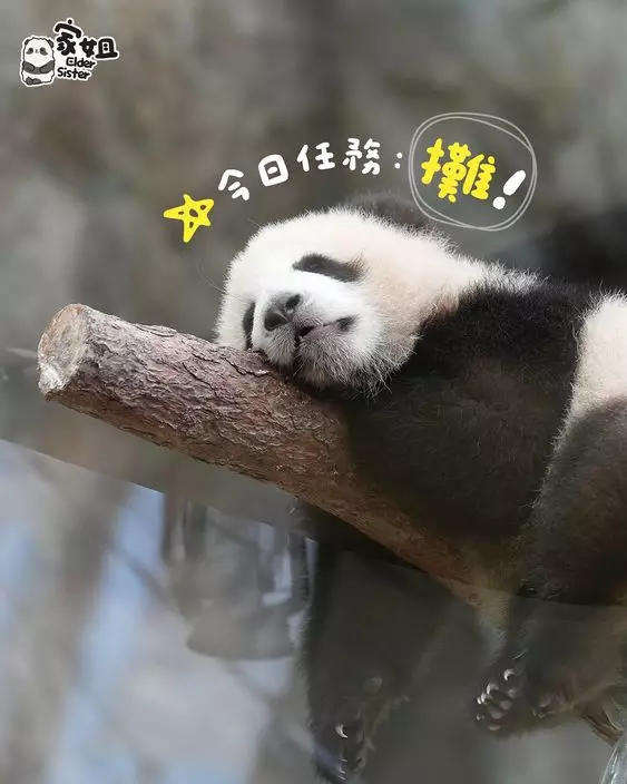 五一勞動節,海洋公園6隻大熊貓繼續營業。香港大熊貓官方ig圖片