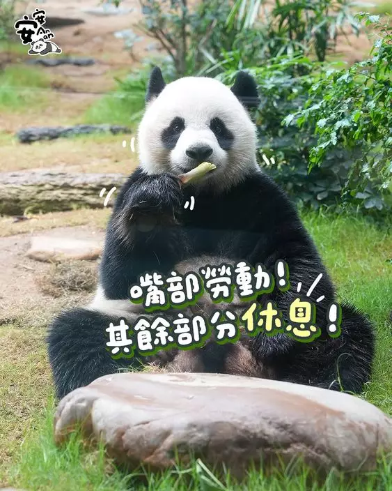 五一勞動節,海洋公園6隻大熊貓繼續營業。香港大熊貓官方ig圖片