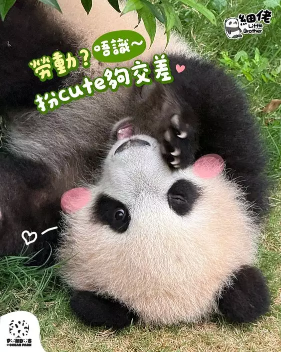 五一勞動節,海洋公園6隻大熊貓繼續營業。香港大熊貓官方ig圖片