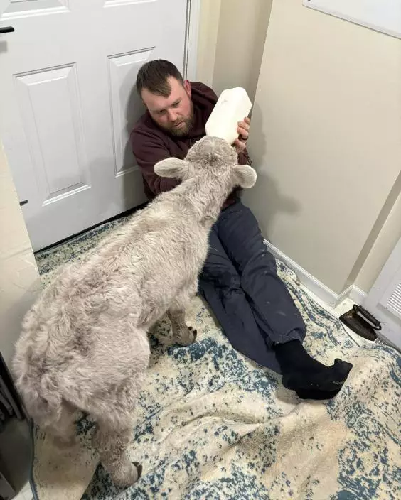 美國肯塔基極寒新生小牛凍僵獲救，農家抱入沙發與孩子取暖萌照社媒爆紅。AP 圖片