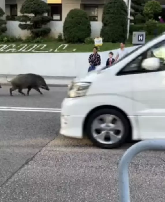 野豬們不怕車輛。（FB影片截圖）