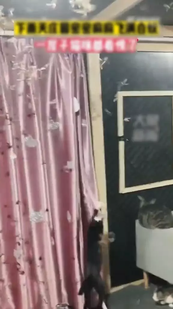 影片截圖