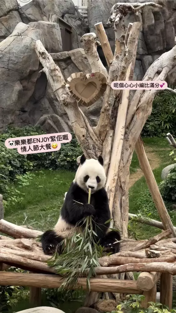 海洋公園「香港6寶」情人節齊放閃