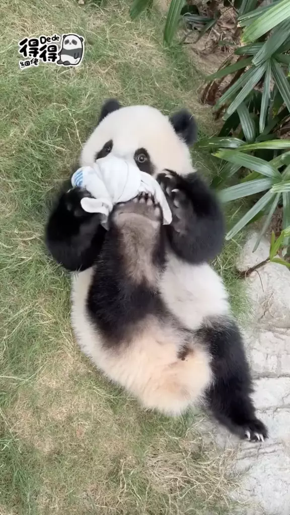 海洋公園IG圖片