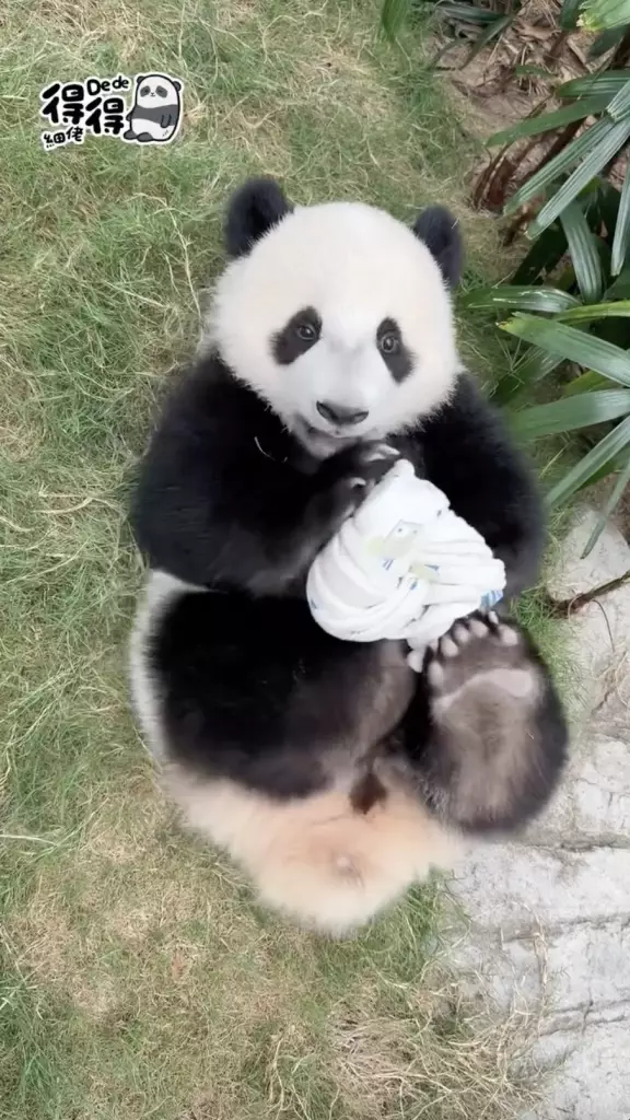 海洋公園IG圖片
