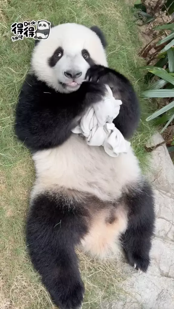 海洋公園IG圖片