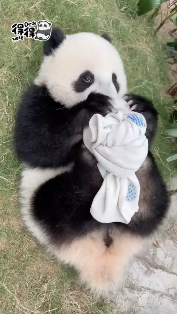 海洋公園IG圖片