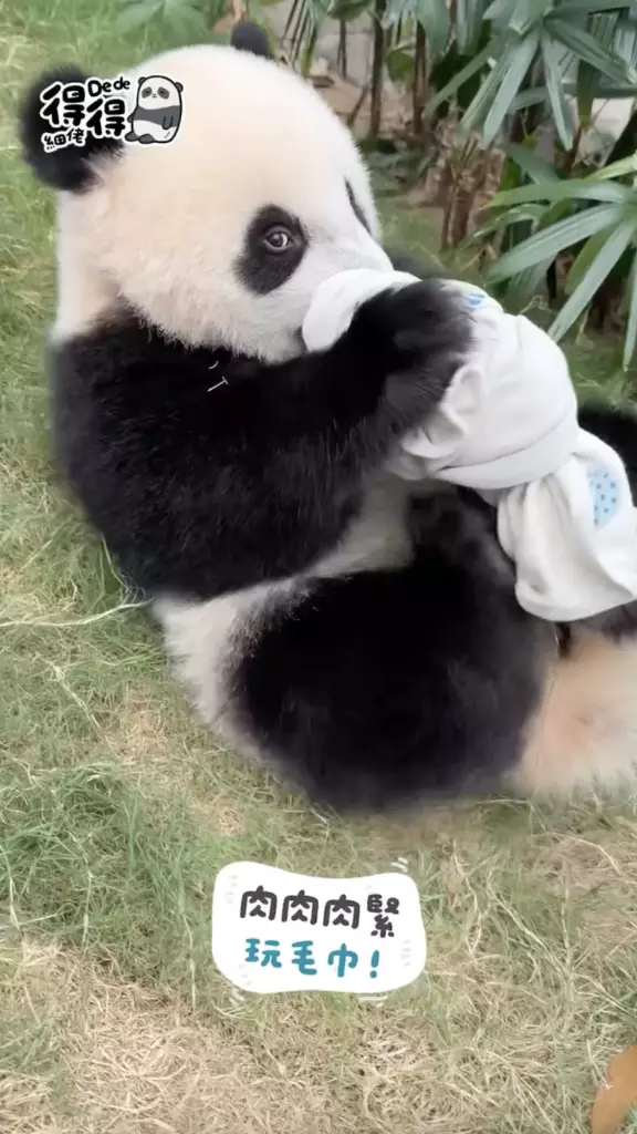 海洋公園IG圖片