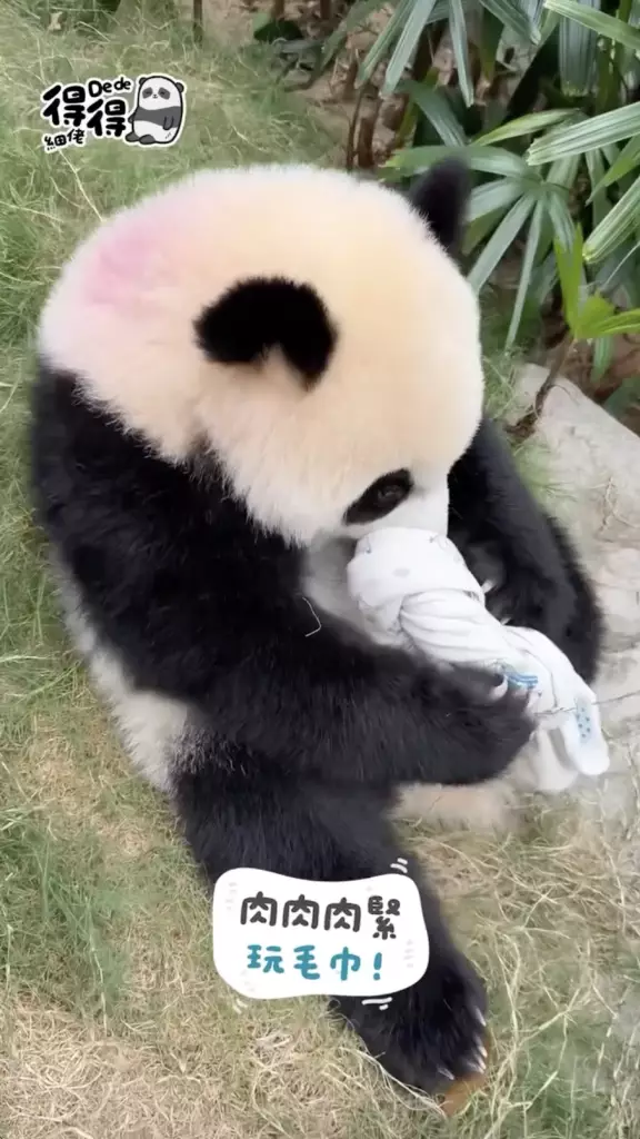海洋公園IG圖片