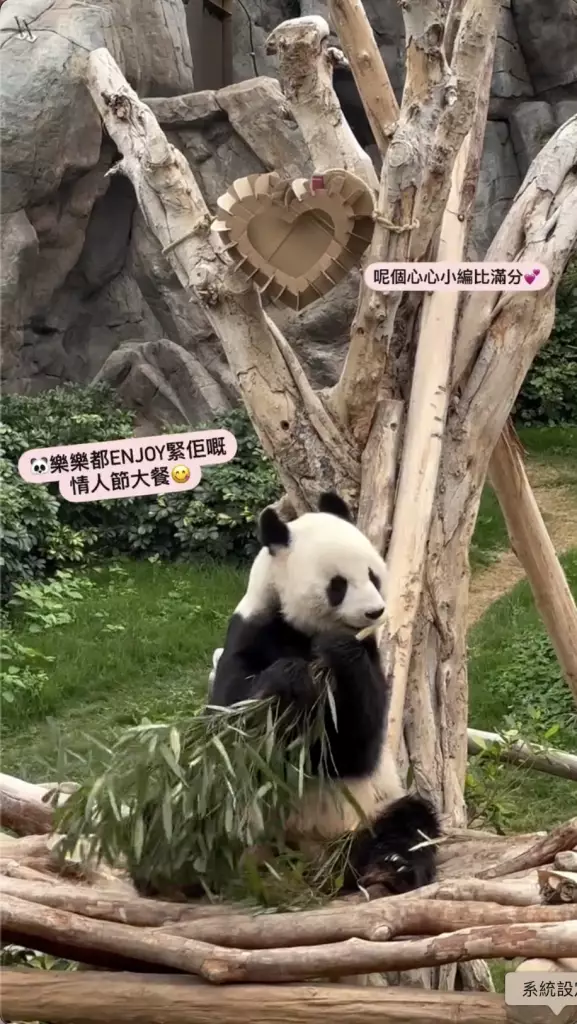 海洋公園「香港6寶」情人節齊放閃