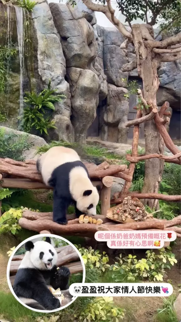 海洋公園「香港6寶」情人節齊放閃