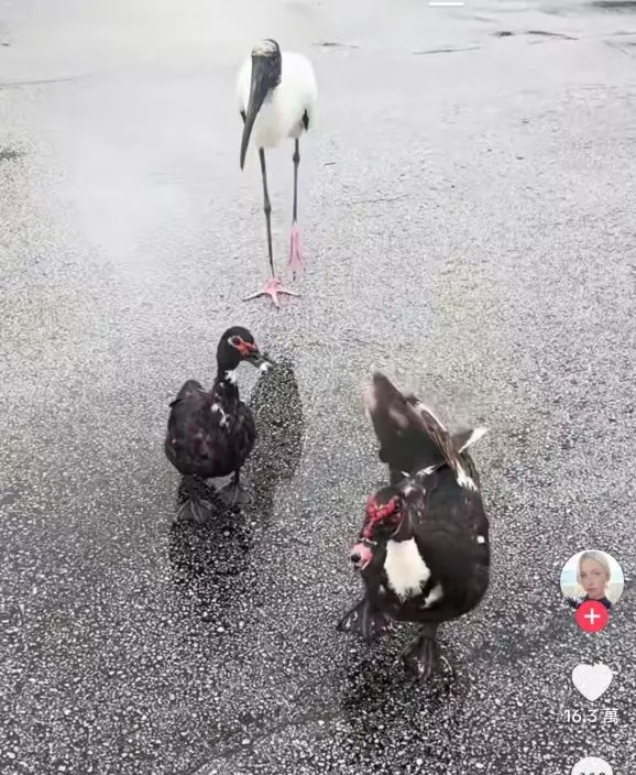 影片截圖