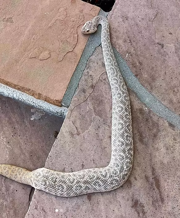 IG圖片@rattlesnakesolutions