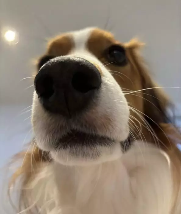 洛杉磯球星曬以愛犬為主角的《遊戲王》特製卡牌。影片截圖