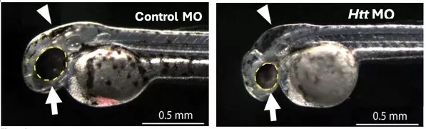 NUZ-001 Shows Promise in Zebrafish Model of Huntington's Disease
