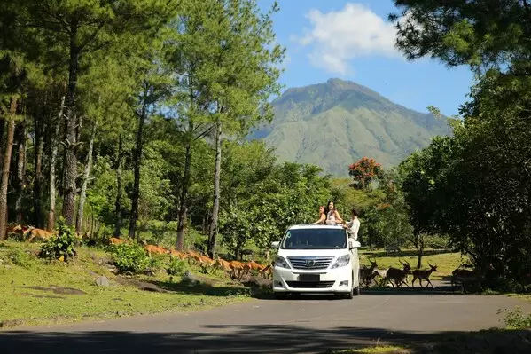 Taman Safari Indonesia: Go Wild the Sustainable Way African Style Safari in the Heart of Indonesia