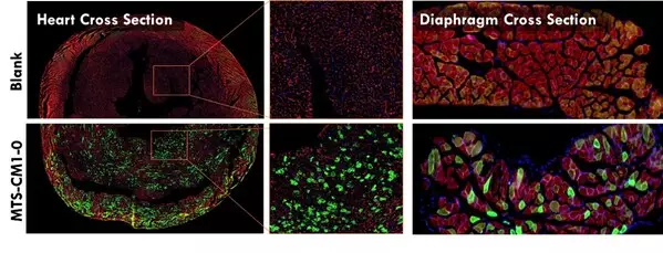 METiS Technologies Showcases AI-Powered Nanodelivery Platform at the 2025 Controlled Release Society Annual Meeting