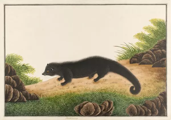 Singapore's Treasured Natural History Drawings Debut at the Australian Museum