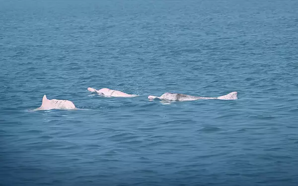AI Solution Shows Early Success in Protecting Chinese White Dolphins