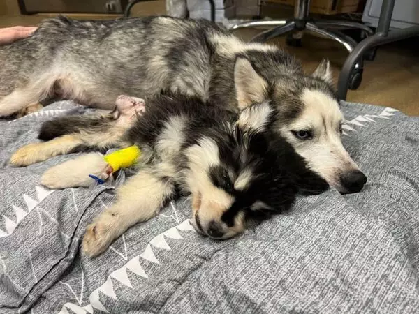 FB圖@Kentucky Humane Society