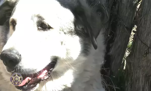 影片截圖