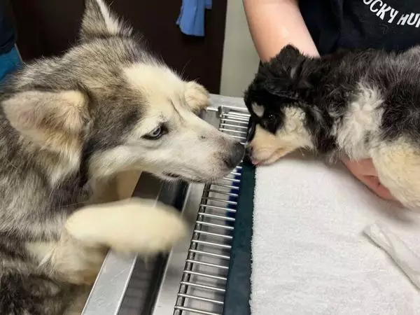 FB圖@Kentucky Humane Society