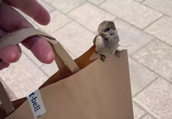 X平台圖片