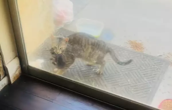 流浪貓獲女子暖心餵養後突帶3隻幼貓上門求收留。影片截圖
