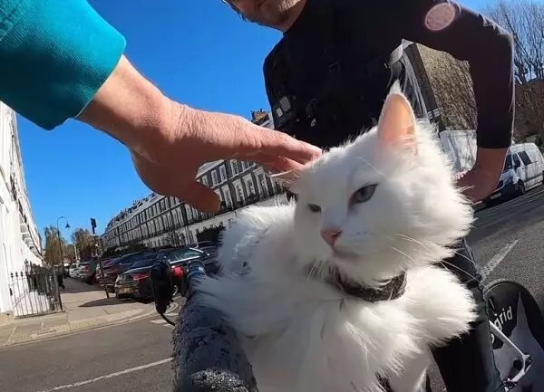 長毛白貓隨飼主單車遊被路人撫摸頭頂。影片截圖