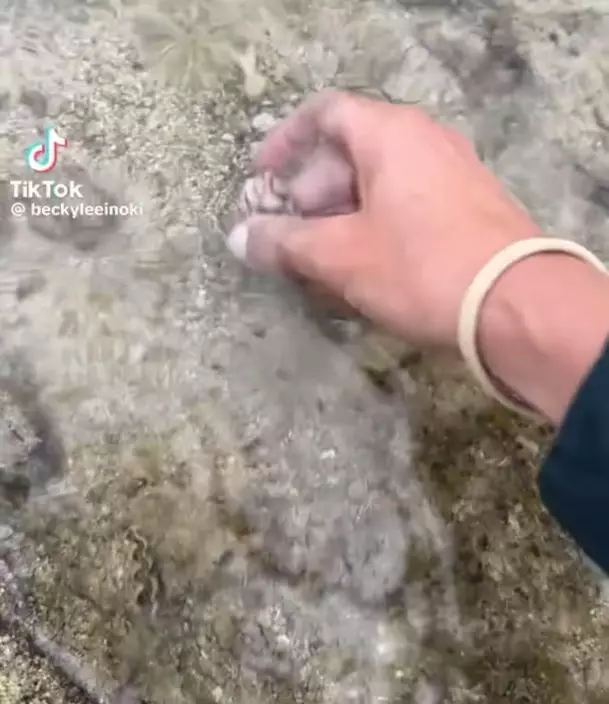 沙灘執到精美花紋的貝殼。影片截圖